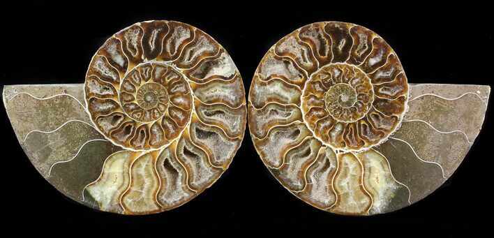 Cut & Polished Ammonite Fossil #42508